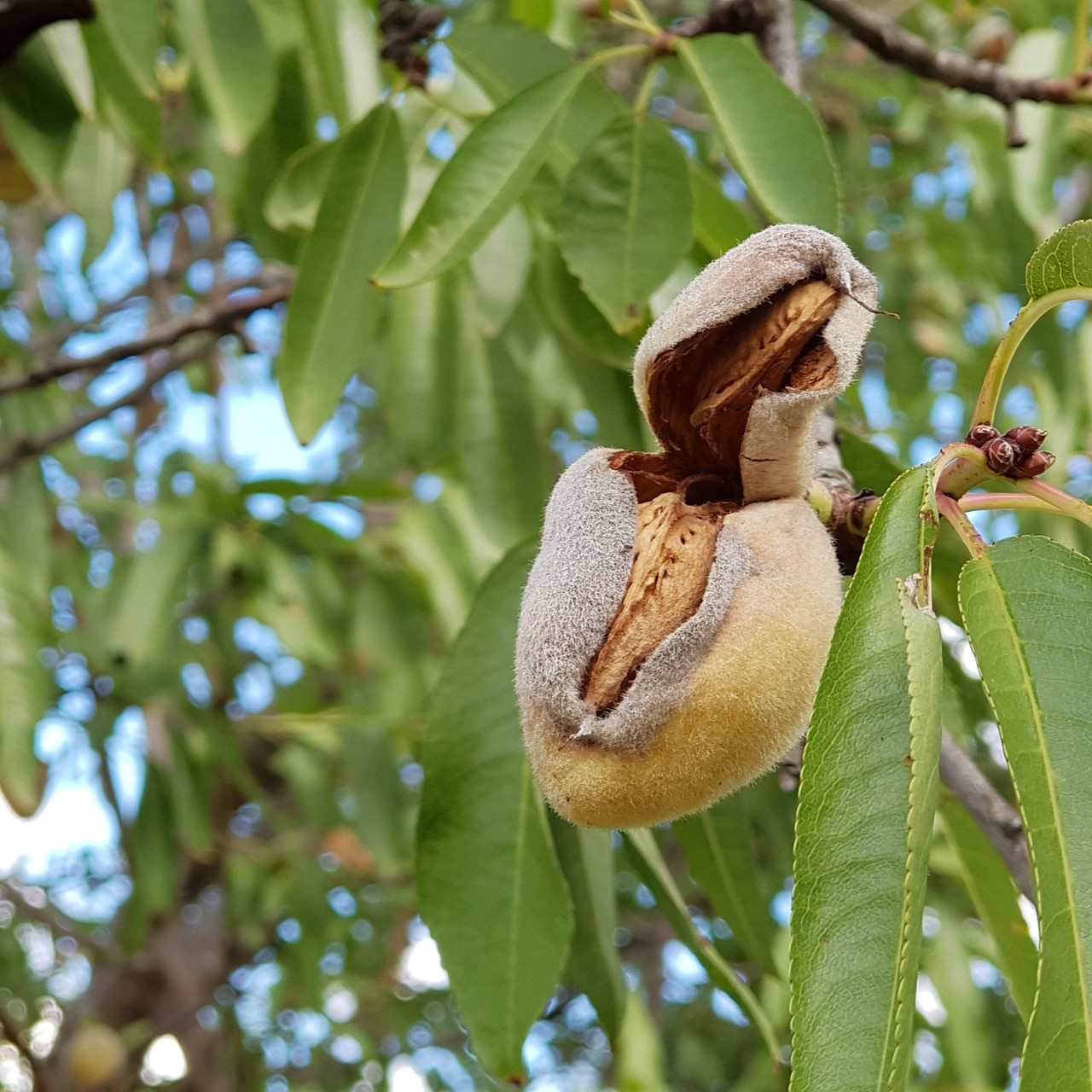 1485257657_mindalnaya-pasta-klassicheskaya