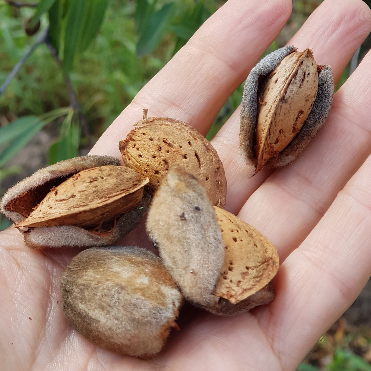 2040964738_mindalnaya-pasta-kranch