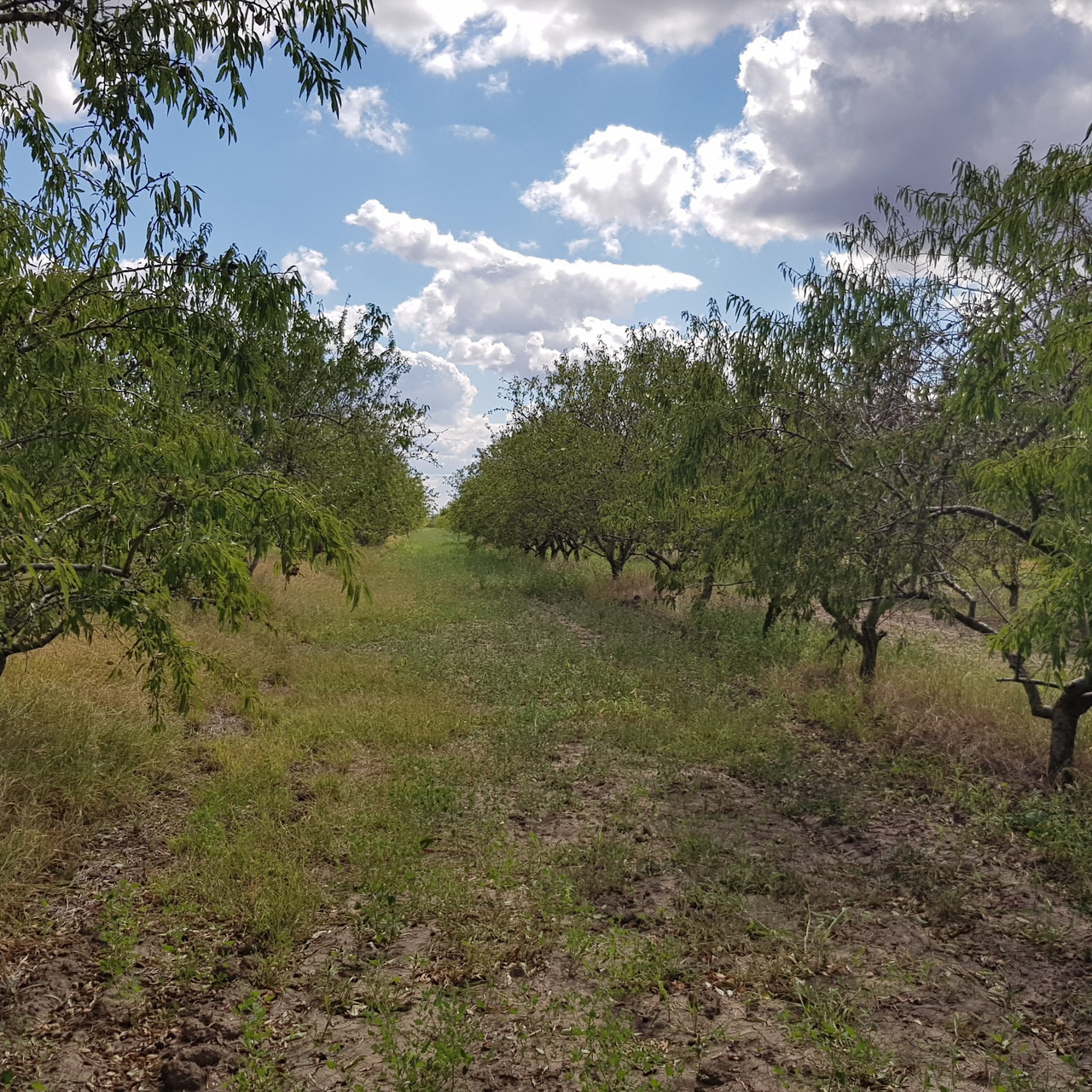 2040964741_mindalnaya-pasta-kranch