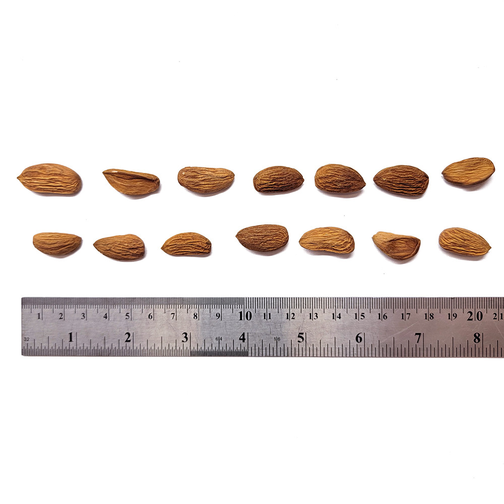 3463435841_mindal-ukrainskij-yadro